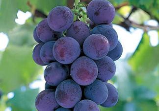 巨峰葡萄幾月份成熟？巨峰葡萄什么時候成熟？