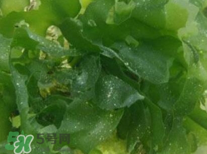 昆布是什么？昆布是海帶嗎