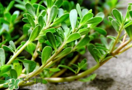 馬蜂菜跟什么相克？什么人不能吃馬蜂菜？