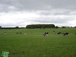 奶粉哪個國家的最好？奶粉哪個國家的奶源好？