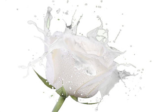 脫脂奶粉可以做酸奶嗎？做酸奶能用脫脂奶粉嗎？