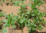 馬蜂菜孕婦可以吃嗎？孕婦能吃馬蜂菜嗎