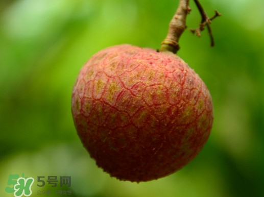 增城哪里可以摘荔枝？增城哪里有荔枝摘