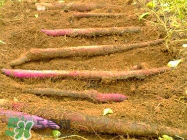 淮山藥與普通山藥有什么區(qū)別？淮山藥的功效與作用