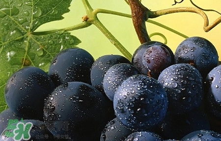 無籽葡萄是打避孕藥的嗎？無籽葡萄對(duì)人體有害嗎？