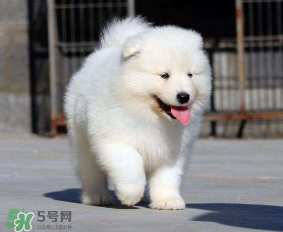 薩摩耶貪吃嗎？薩摩耶為什么貪吃？