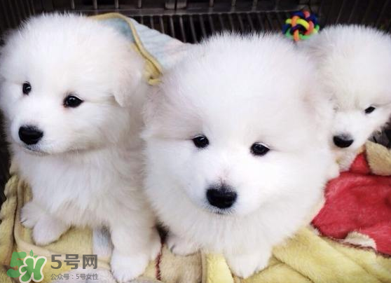 薩摩耶貪吃嗎？薩摩耶為什么貪吃？