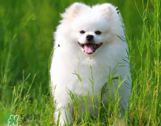 薩摩耶貪吃嗎？薩摩耶為什么貪吃？