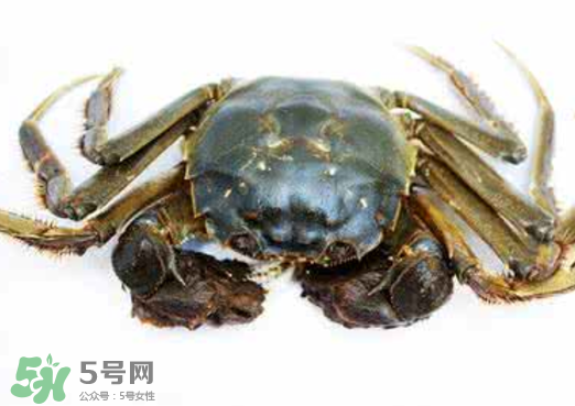 黃浦江邊為什么會(huì)出現(xiàn)大閘蟹？黃浦江岸邊驚現(xiàn)大閘蟹