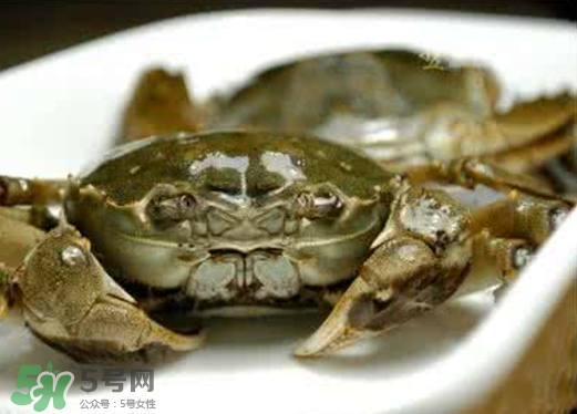 黃浦江邊為什么會(huì)出現(xiàn)大閘蟹？黃浦江岸邊驚現(xiàn)大閘蟹