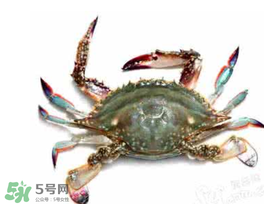 黃浦江邊為什么會(huì)出現(xiàn)大閘蟹？黃浦江岸邊驚現(xiàn)大閘蟹