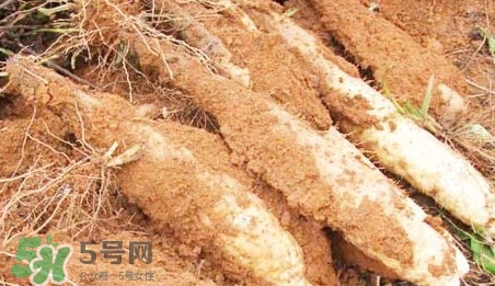 淮山藥是鐵棍山藥嗎？淮山藥和鐵棍山藥的區(qū)別