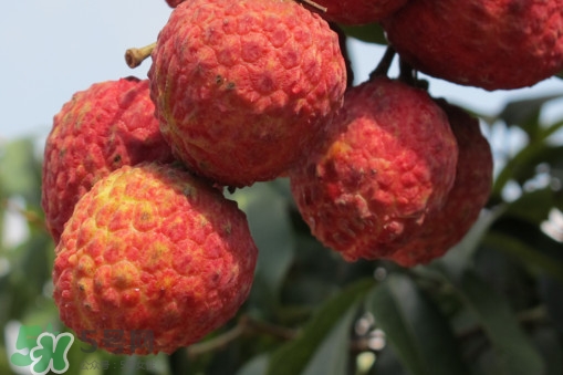 掛綠荔枝什么時(shí)候上市？掛綠荔枝什么時(shí)候成熟