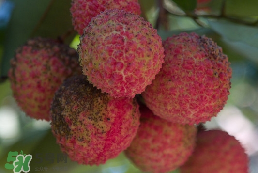 從化荔枝幾月熟？從化荔枝什么時(shí)候成熟