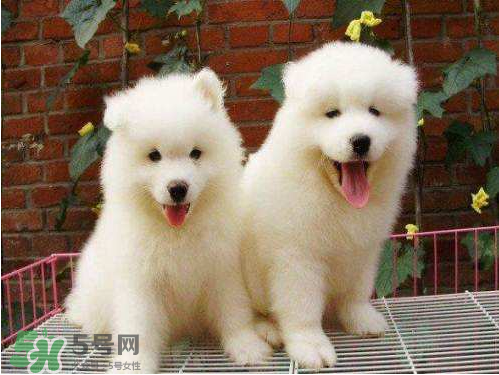 薩摩耶多少錢一只？小薩摩耶多少錢一只？