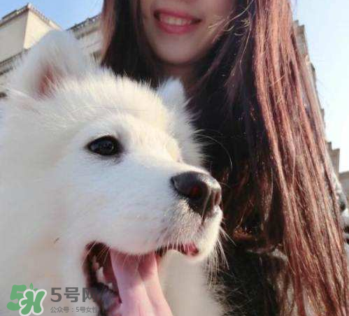 薩摩耶多少錢一只？小薩摩耶多少錢一只？