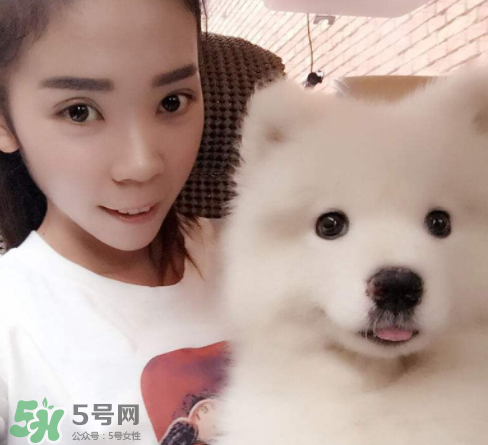 薩摩耶多少錢一只？小薩摩耶多少錢一只？