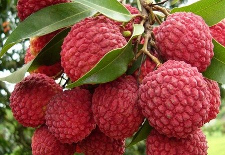 增城荔枝什么時(shí)候成熟？增城的荔枝品種有哪些？