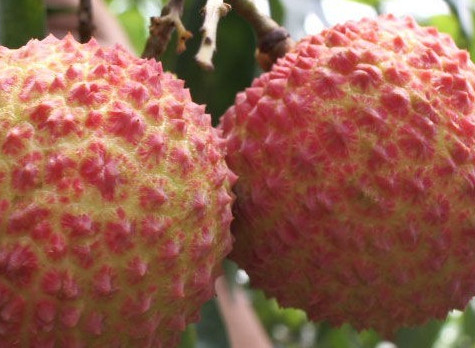 增城荔枝什么時(shí)候成熟？增城的荔枝品種有哪些？