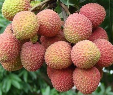 增城荔枝什么時(shí)候成熟？增城的荔枝品種有哪些？