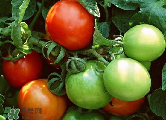 青西紅柿放紅了能吃嗎？青西紅柿放熟了能吃嗎？