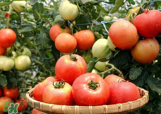 青西紅柿放紅了能吃嗎？青西紅柿放熟了能吃嗎？