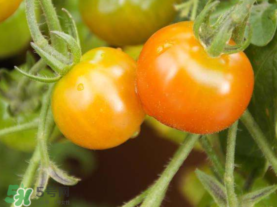 青西紅柿放紅了能吃嗎？青西紅柿放熟了能吃嗎？