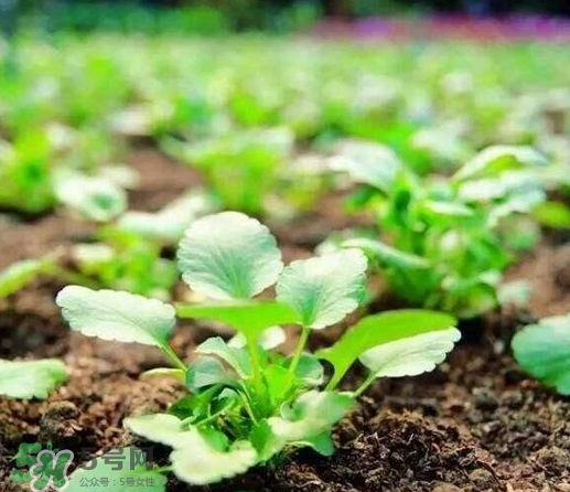 可輕減肥膠囊有效果嗎？可輕減肥膠囊怎么樣？