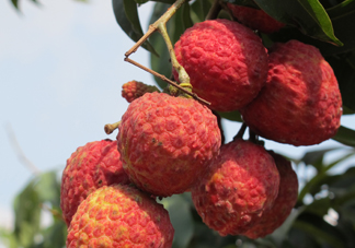 掛綠荔枝什么時候上市？掛綠荔枝什么時候成熟