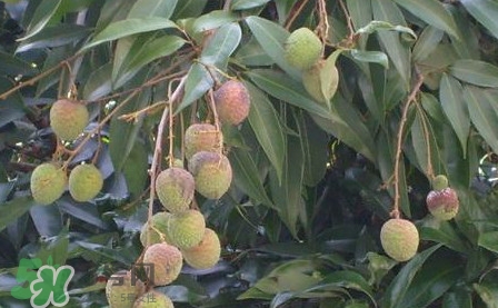 黑葉荔枝有什么特點？黑葉荔枝的功效