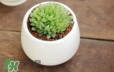 多肉植物怎么養(yǎng)？多肉植物多久澆一次水