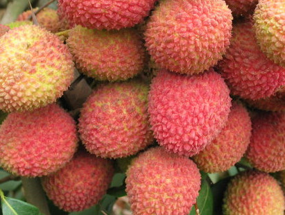 一顆掛綠荔枝樹大概產(chǎn)量多少？掛綠荔枝與妃子笑荔枝區(qū)別