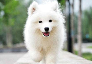 薩摩耶貪吃嗎？薩摩耶為什么貪吃？