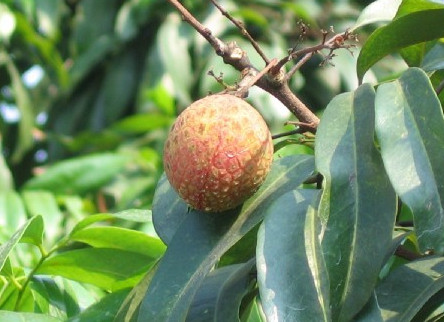 增城荔枝什么時(shí)候成熟？增城的荔枝品種有哪些？