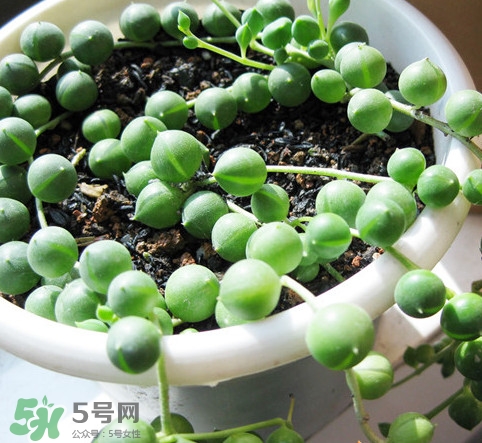 多肉植物能吃嗎？多肉植物哪些可以吃