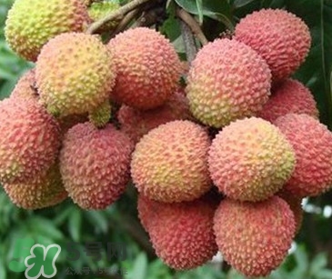 增城掛綠荔枝最貴多少錢？掛綠荔枝和普通荔枝有什么區(qū)別