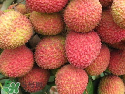 增城和從化荔枝哪個出名？哪種荔枝最有名