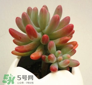 多肉植物能吃嗎？多肉植物哪些可以吃