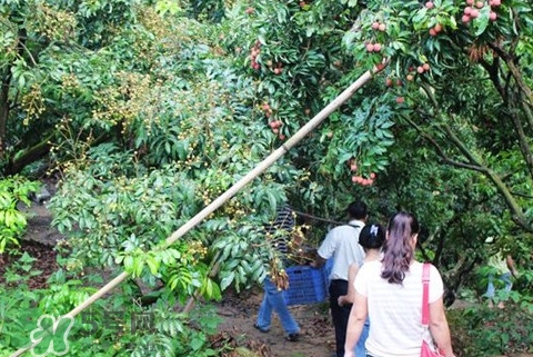 從化荔枝品種有哪些？從化哪里可以摘荔枝