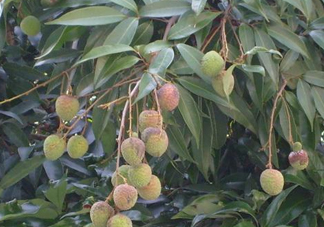 黑葉荔枝有什么特點(diǎn)？黑葉荔枝的功效