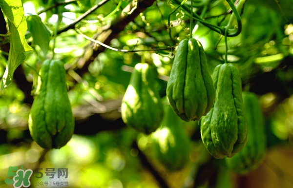 佛手瓜是涼性還是熱性？佛手瓜是什么樣子？