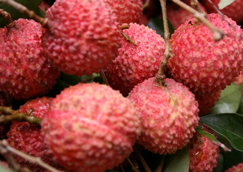 增城荔枝什么時(shí)候成熟？增城的荔枝品種有哪些？