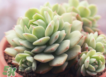 多肉植物能吃嗎？多肉植物哪些可以吃