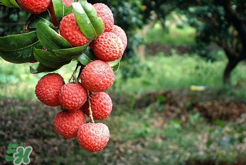 從化荔枝幾月熟？從化荔枝什么時(shí)候成熟