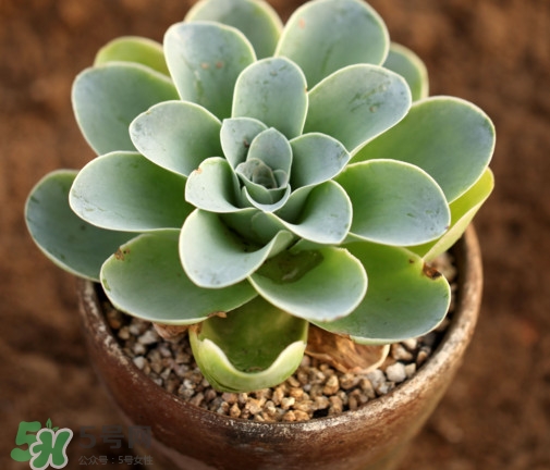 多肉植物怎么養(yǎng)？多肉植物多久澆一次水