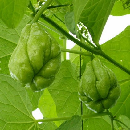 佛手瓜是涼性還是熱性？佛手瓜是什么樣子？