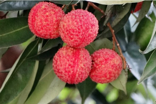 增城荔枝什么時(shí)候成熟？增城的荔枝品種有哪些？