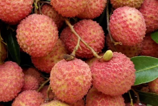 增城荔枝什么時(shí)候成熟？增城的荔枝品種有哪些？