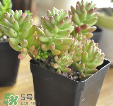 多肉植物能吃嗎？多肉植物哪些可以吃