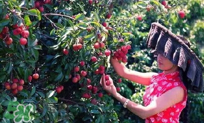 從化荔枝品種有哪些？從化哪里可以摘荔枝